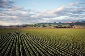 Campo agrícola siendo monitorizado con el software Mapeador para detectar ineficiencias en el riego y el cuidado del cultivo